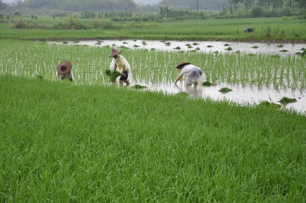 Chiński Rolników Roślin Ryżu Polu Dexing East Chinas Prowincji Jiangxi — Zdjęcie stockowe