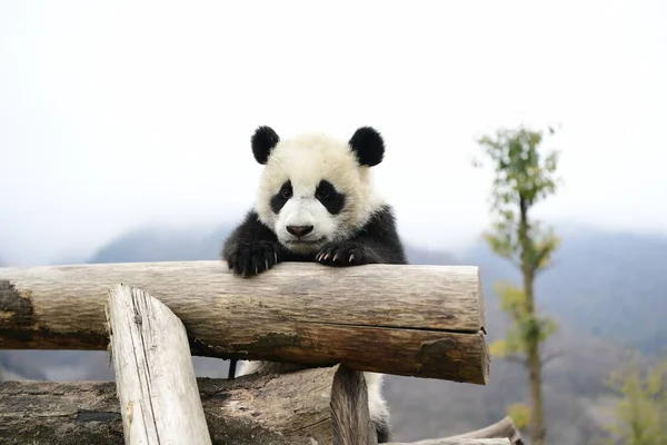 Cachorro Panda Gigante Nacido 2018 Juega Durante Evento Para Pagar — Foto de Stock