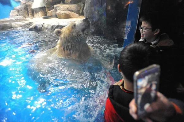 Oso Polar Interactúa Con Los Visitantes Parque Del Océano Haichang — Foto de Stock