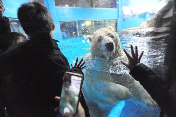 Polar Bear Interacts Visitors Haichang Ocean Park Wuhan City Central — Stock Photo, Image