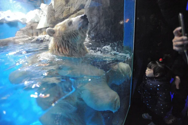 Orso Polare Interagisce Con Visitatori Dell Haichang Ocean Park Nella — Foto Stock