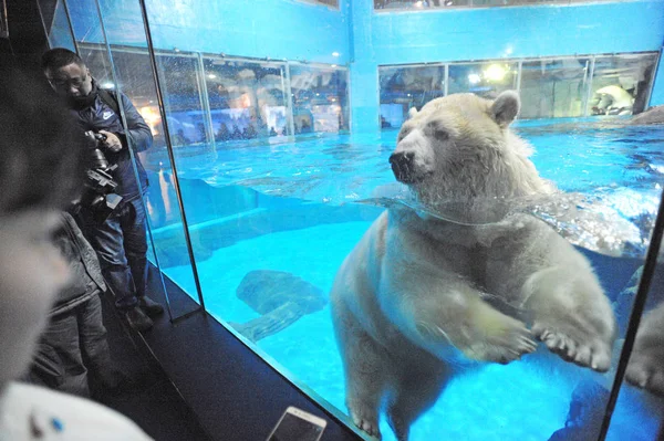 Orso Polare Interagisce Con Visitatori Dell Haichang Ocean Park Nella — Foto Stock