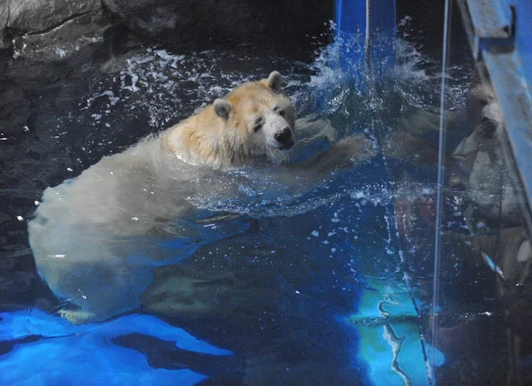 Orso Polare Interagisce Con Visitatori Dell Haichang Ocean Park Nella — Foto Stock