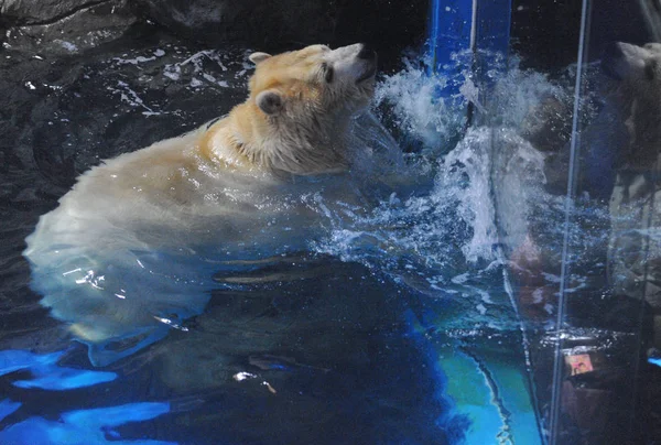 2019年1月31日 在中国中部湖北省武汉市海昌海洋公园 一只北极熊与游客互动 — 图库照片
