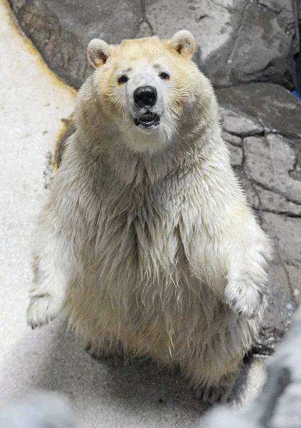 Urso Polar Faz Arco Com Mãos Dobradas Frente Para Enviar — Fotografia de Stock