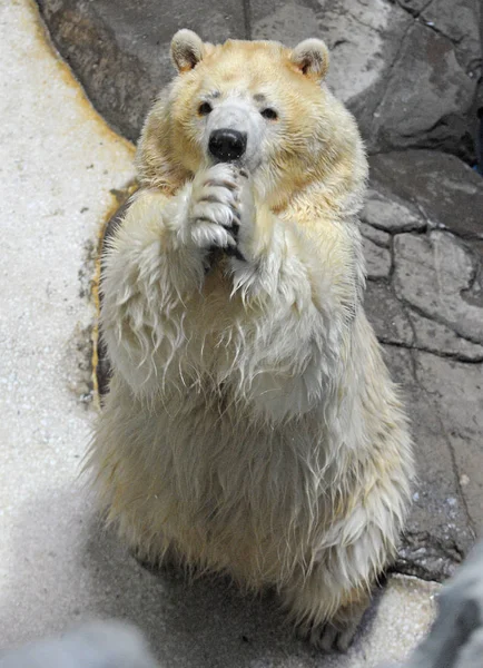 Urso Polar Faz Arco Com Mãos Dobradas Frente Para Enviar — Fotografia de Stock