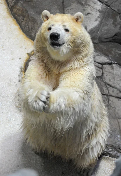 북극곰 방문자에 인사를 2019 후베이 Haichang 공원에서 구걸을 손으로 만드는 — 스톡 사진