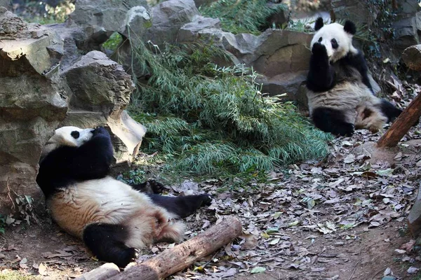 Óriás Panda Ikrek Chengda Chengxiao Nyalogatják Láb Evés Után Párolt — Stock Fotó