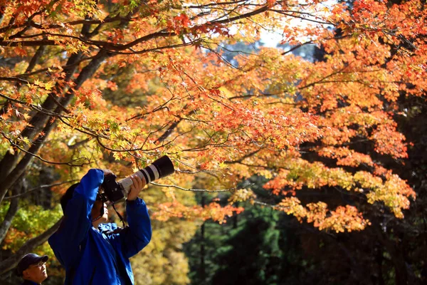 Ein Tourist Fotografiert Rote Ahorne Botanischen Garten Lushan Provinz Jiangxi — Stockfoto