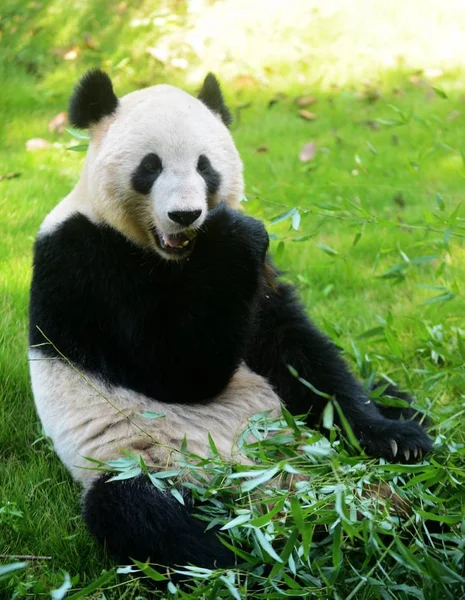 Ein Riesenpanda Genießt Mondkuchenförmiges Futter Einem Zoo Yangzhou Provinz Jiangsu — Stockfoto