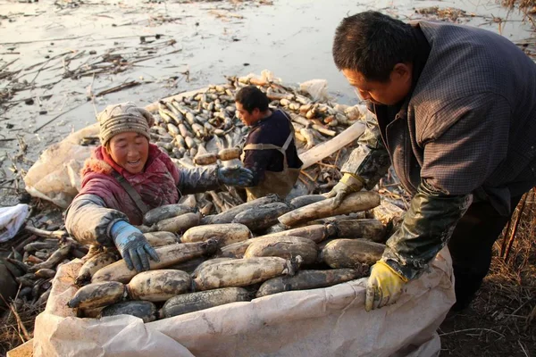 Trabalhadores Chineses Colhem Raízes Lótus Uma Lagoa Cidade Binzhou Província — Fotografia de Stock
