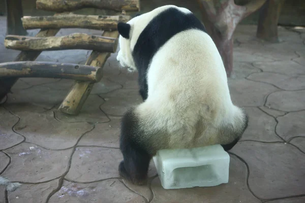 Panda Gigante Senta Bloco Gelo Para Refrescar Zoológico Dia Escaldante — Fotografia de Stock