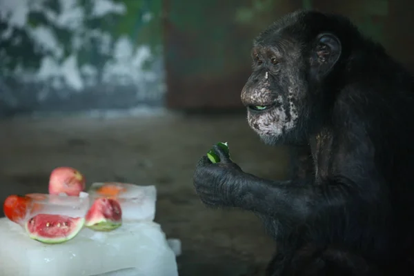 Een Chimpansee Eet Fruit Een Ijsblok Koelen Een Dierentuin Een — Stockfoto