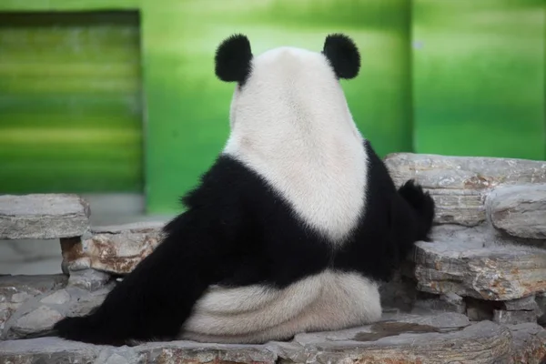 Panda Gigante Sienta Puesto Piedra Una Habitación Con Aire Acondicionado —  Fotos de Stock