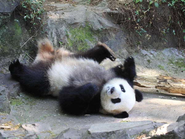 ジャイアント パンダは 2013 東中国浙江省杭州の動物園で日光の下で石の上で眠る — ストック写真