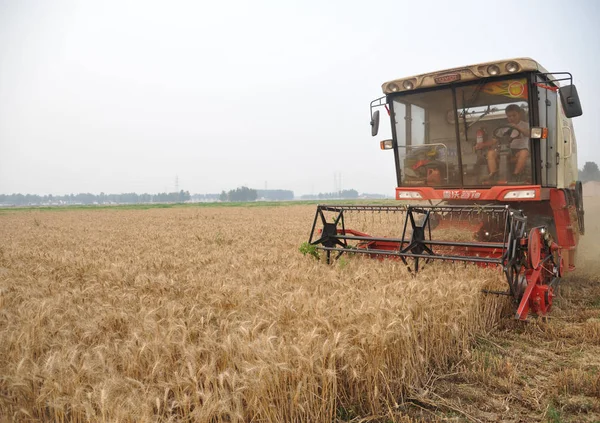 Agricultor Chino Conduce Una Cosechadora Para Cosechar Trigo Una Granja —  Fotos de Stock