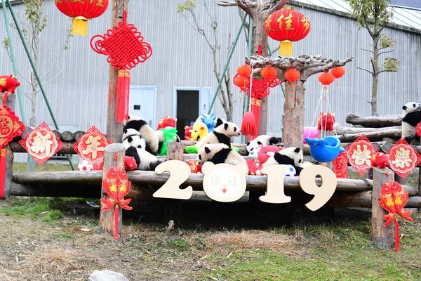 Giant Panda Cubs Born 2018 Play Event Pay New Year Stock Picture