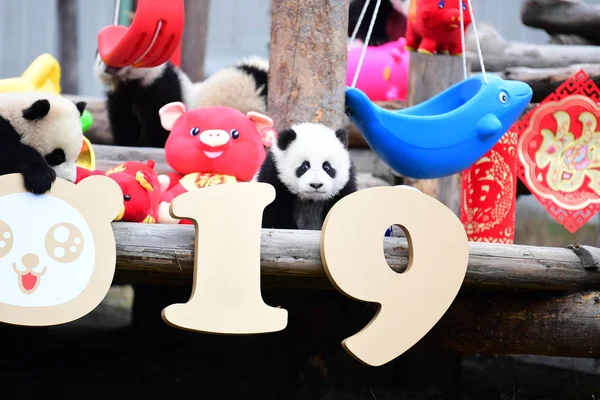 Giant Panda Cubs Born 2018 Play Event Pay New Year Stock Image