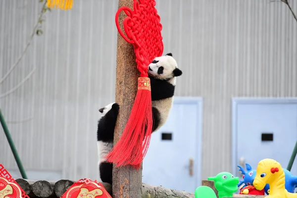 Seorang Anak Panda Raksasa Yang Lahir Pada Tahun 2018 Bermain Stok Foto Bebas Royalti