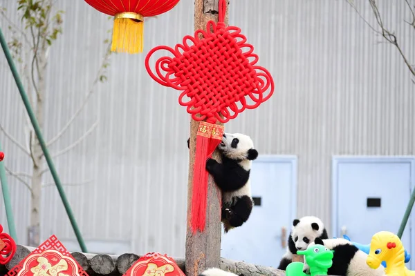 Seorang Anak Panda Raksasa Yang Lahir Pada Tahun 2018 Bermain Stok Lukisan  