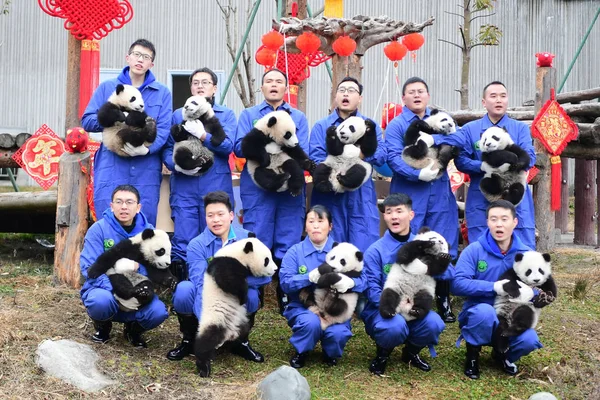 Giant Panda Cubs Born 2018 Held Keepers Pose Photos Event Stock Photo