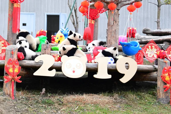 Giant Panda Cubs Born 2018 Play Event Pay New Year Stock Photo