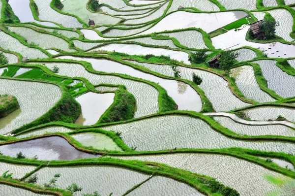 Vista Dos Campos Arroz Terraços Condado Jingping Cidade Qiandong Sudoeste — Fotografia de Stock