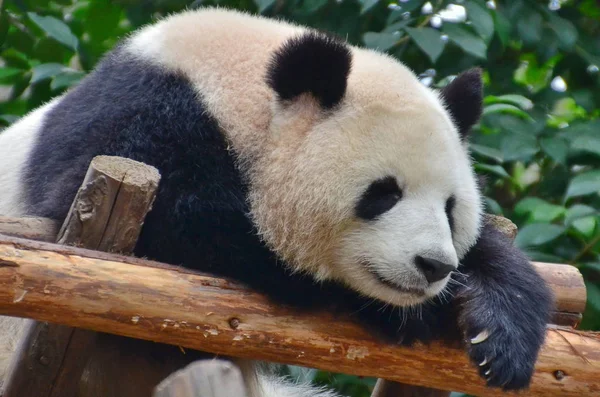 Giant Panda Opiera Się Drewniany Stojak Chengdu Research Base Giant — Zdjęcie stockowe