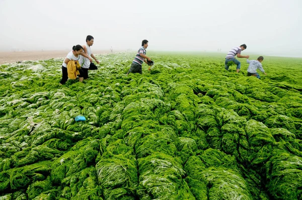 Vakantiegangers Lopen Door Dichte Groene Mos Algen Een Strandresort Qingdao — Stockfoto