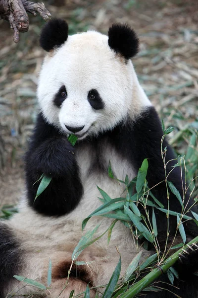 Giant Panda Xing Rong Xingrong Eats Bamboo Chengdu Research Base — Stock Photo, Image