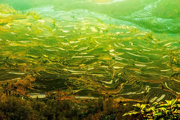 Пейзаж Террасовых Рисовых Полей Райс Террасы Хонге Хани Одного Объектов — стоковое фото