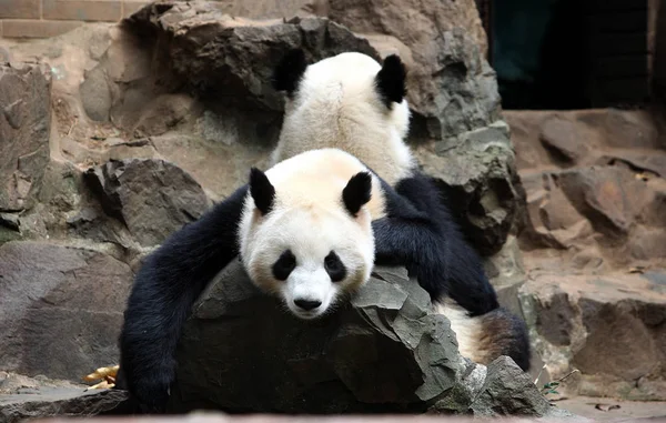 Giant Panda Bliźnięta Chengda Chengxiao Reszta Kamienie Zoo Hangzhou Hangzhou — Zdjęcie stockowe