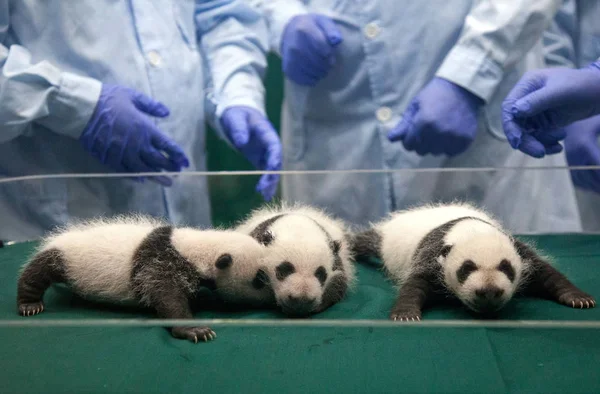 Los Trillizos Panda Mes Edad Nacidos Por Gigante Panda Xiao — Foto de Stock