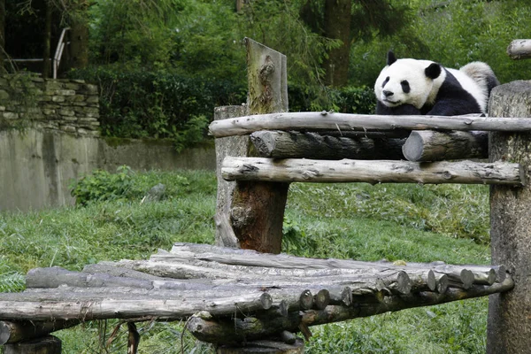 2006年6月 在中国四川省西南部卧龙的中国大熊猫保护研究中心 一只大熊猫享受阳光 — 图库照片