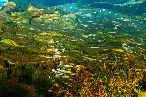 Landschaft Terrassenförmiger Reisfelder Der Honghe Hani Reisterrassen Eines Der Unesco — Stockfoto