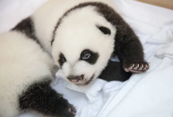 Bir Kadın Dev Panda Xiao Juxiao Tarafından Tarihi Panda Üçüz — Stok fotoğraf