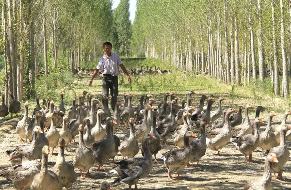 Chinesischer Bauer Weidet Gänse Auf Einer Gänsefarm Altay Der Autonomen — Stockfoto