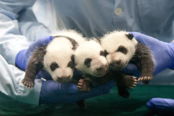 Los Trillizos Panda Mes Edad Nacidos Por Gigante Panda Xiao — Foto de Stock