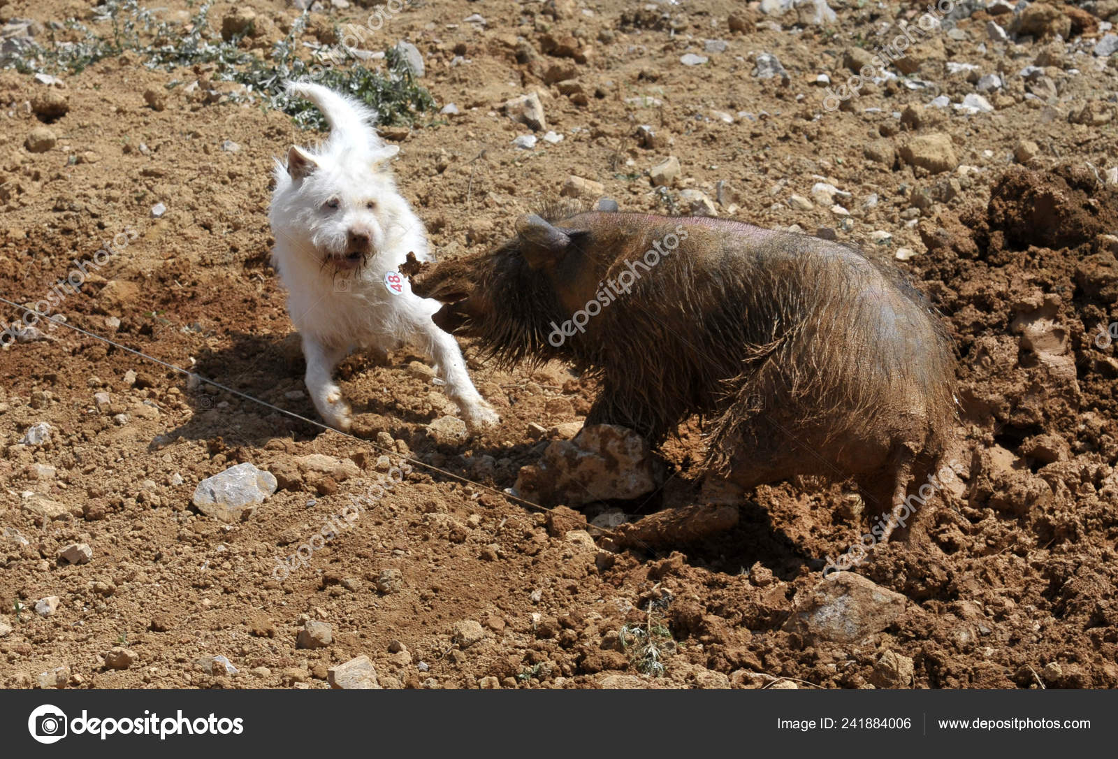 Xiasi Dog Left Fights Wild Boar Dog Boar Competition Xiasi Stock Editorial Photo C Chinaimages 241884006