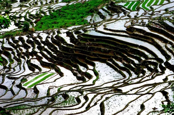 Vista Dos Campos Arroz Terraços Condado Youxi Cidade Sanming Leste — Fotografia de Stock