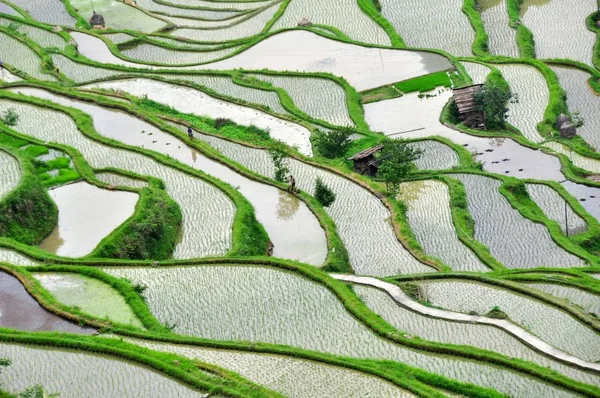 Vista Dos Campos Arroz Terraços Condado Jingping Cidade Qiandong Sudoeste — Fotografia de Stock