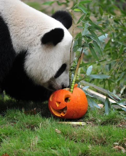 Egy Óriás Panda Eszik Bambusz Töklámpás Halloweens Jinan Állatkert Jinan — Stock Fotó