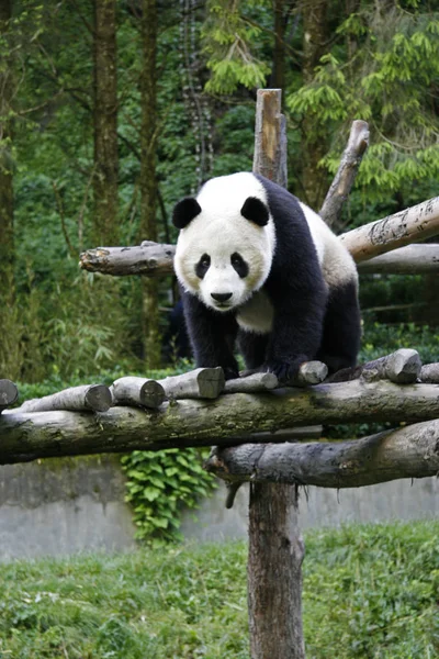 Egy Óriás Panda Élvezi Napsütést Kína Természetvédelmi Kutató Központ Óriás — Stock Fotó