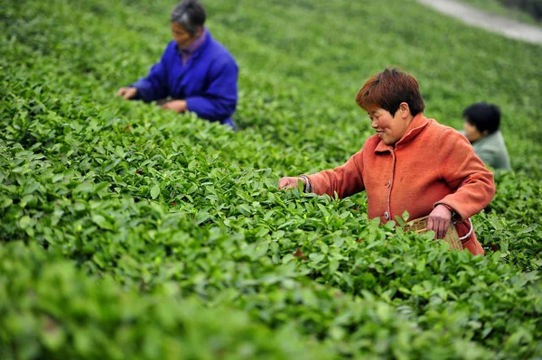 Chinese Boeren Plukken Theeblaadjes Bij Een Theeplantage Luosigou Village Chengguan — Stockfoto