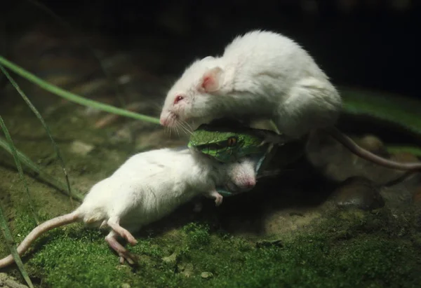 Ratón Blanco Ataca Una Víbora Mientras Intenta Rescatar Otro Muerto —  Fotos de Stock