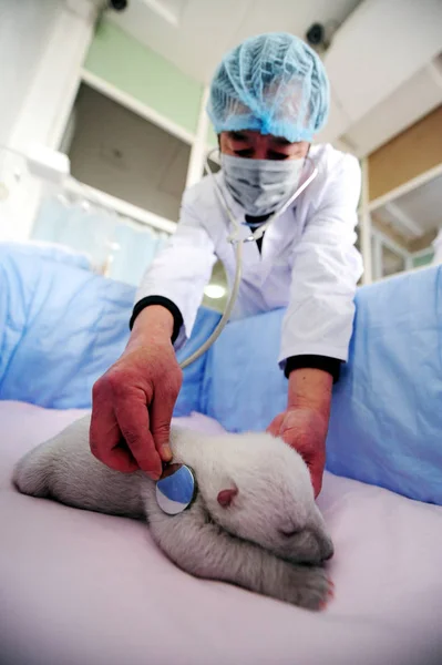 Membro Equipe Chinesa Examina Urso Polar Recém Nascido Oceano Penglai — Fotografia de Stock