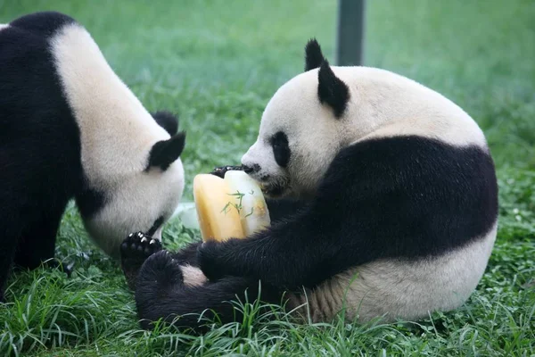 Två Jättepandor Äta Isiga Kakor Ett Zoo Weifang Östra Kinas — Stockfoto