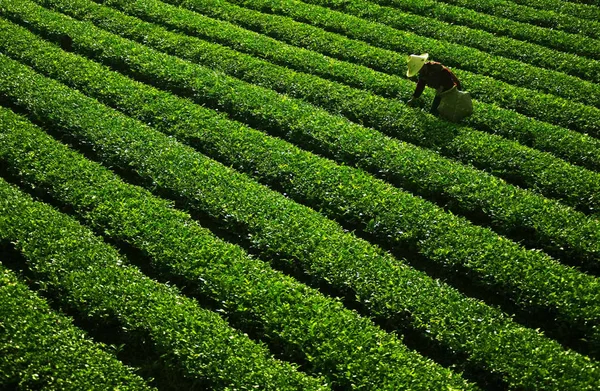 Chiński Rolnik Wybiera Liści Herbaty Plantacji Herbaty Yongchuan Powiatu Chongqing — Zdjęcie stockowe