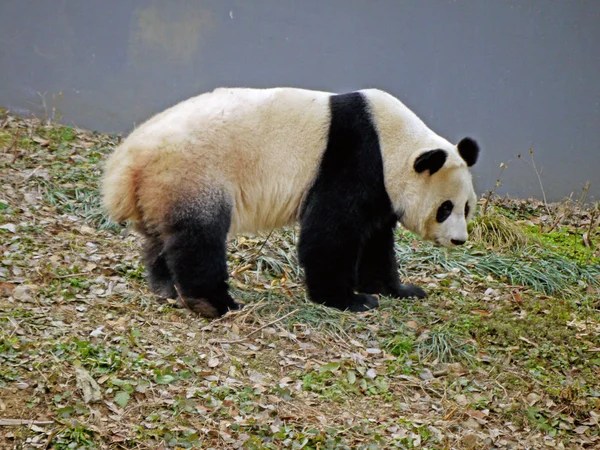 Panda Est Dans Zoo Nanjing Dans Est Province Chinoise Jiangsu — Photo