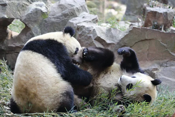 Gemelos Panda Gigantes Chengda Chengxiao Juegan Zoológico Hangzhou Ciudad Hangzhou — Foto de Stock